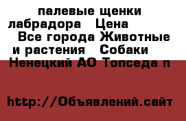 палевые щенки лабрадора › Цена ­ 30 000 - Все города Животные и растения » Собаки   . Ненецкий АО,Топседа п.